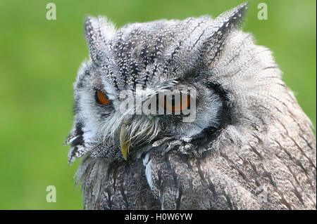 Portrait of an African Northern white faced Owl  (Ptilopsis leucotis, Otus leucotis) Stock Photo