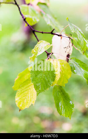 rain drops on green and yellow leaves of boxelder maple tree in autumn day Stock Photo