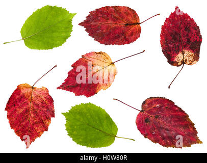 set from red and green leaves of maple ash tree isolated on white background Stock Photo