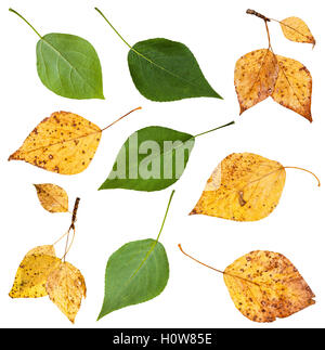 set from green and yellow autumn leaves of black poplar tree (populus nigra) isolated on white background Stock Photo