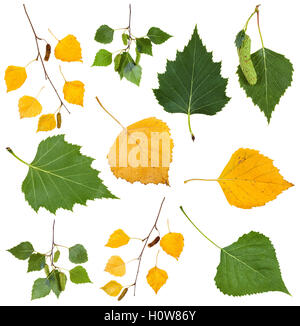 set from green and yellow autumn leaves of birch tree isolated on white background Stock Photo