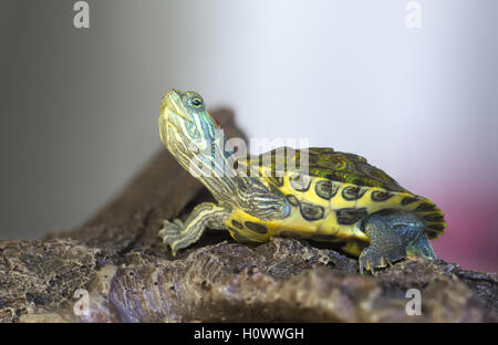 Сlose-up of a Little red-eared turtle on a rock. Stock Photo