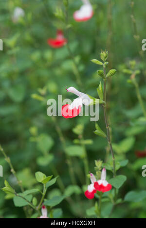 Salvia x jamensis 'hot lips' . Salvia microphylla 'Hot Lips'. Sage 'Hot Lips' Stock Photo