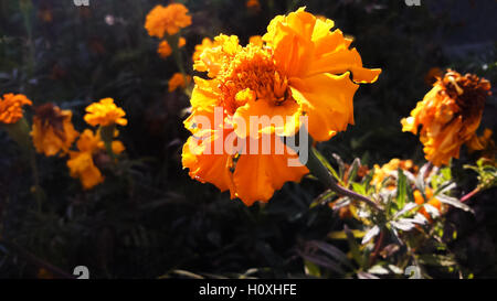 Yellow marigold flowers (Tagetes erecta, Mexican marigold, Aztec marigold, African marigold) in the garden Stock Photo