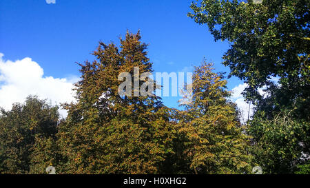 tops of the trees against the sky with clouds, the beginning of autumn Stock Photo