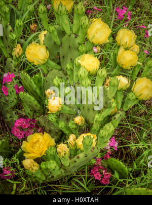 A flowering Prickly Pear Cactus Stock Photo