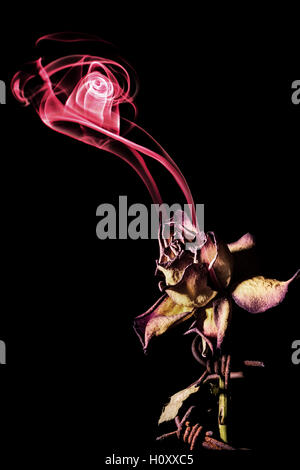 Departing soul of dying rose, studio shot on black background Stock Photo