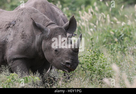 White Rhino grazing in the Kruger National Park South Africa Stock Photo