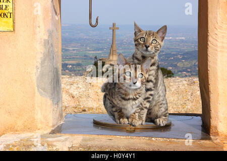 2 (two) bengal kittens sitting on a covered fountain at a monastery, on a mountain, Spain, Mallorca, Sant Salvador Stock Photo