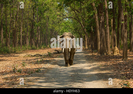 Elephant walking along the safari road - at Corbett National Park (India) Stock Photo