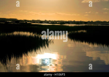 Aquatic vegetation on the inshore flats off Florida's pristine Intercoastal waterway is often home to redfish and seatrout. Stock Photo