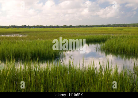 Aquatic vegetation on the inshore flats off Florida's pristine Intercoastal waterway is often home to redfish and seatrout. Stock Photo