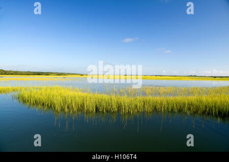 Aquatic vegetation on the inshore flats off Florida's pristine Intercoastal waterway is often home to redfish and seatrout. Stock Photo