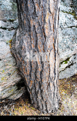 Norway, Sør-Trøndelag. Old pine at Magalaupet gorge in the river Driva in Oppdal. Stock Photo