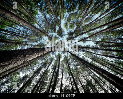 Artistic abstract image of tall pine forest tree tops over blue sky, Muskoka, Ontario, Canada Stock Photo