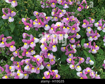 Flowers in the little city's park under summer,nature Stock Photo