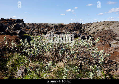 scrub and moss vegetation in lava fields of southern Iceland Stock Photo