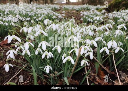 Snowdrops under trees in spring Stock Photo