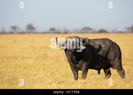 A muddy, lone buffalo (Syncerus caffer) bull on the Savuti marsh grassland Stock Photo