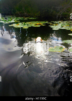 Mac-The-Jack Russell Dog Swimming into Lily Pads during a Dusk Dip at the Beautiful Lac le jeune, Kamloops, BC, Canada Stock Photo