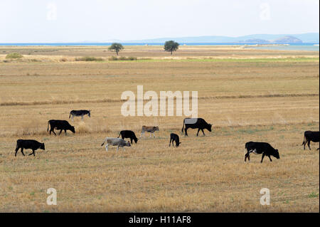 Cows on harvested meadow field Stock Photo
