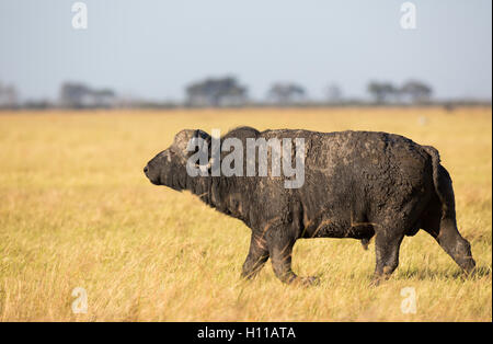 Lone buffalo (Syncerus caffer) bull on the Savuti marsh grassland Stock Photo