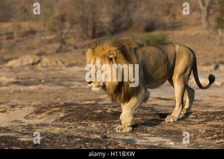 Adult male lion (Panthera leo) walking on an exposed granite boulder Stock Photo