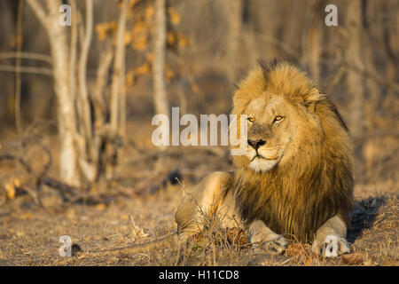 Frontal portrait of a male lion (Panthera leo) with a big mane in warm light Stock Photo