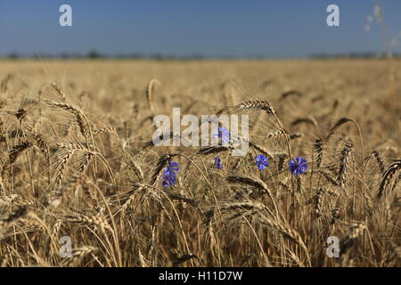 Golden wheat field with cornflowers on summer day Stock Photo