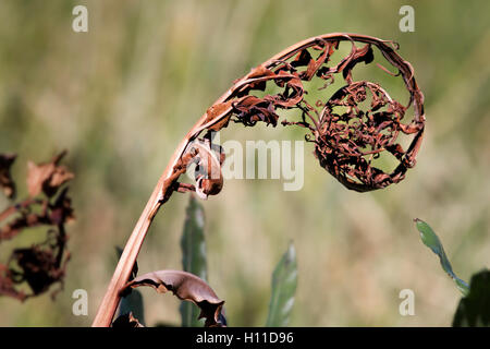 The curled dried frond of a Giant Leather Fern with its felted dusty cinnamon colored spores makes a wonderful wild texture. Stock Photo