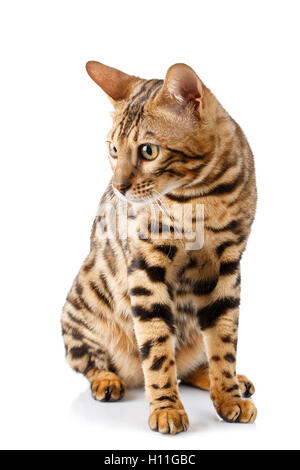 purebred bengal cat on white background. Stock Photo