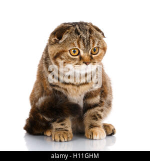 Scottish fold cat bicolor stripes isolated on white background Stock Photo