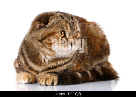 Scottish fold cat bicolor stripes isolated on white background Stock Photo