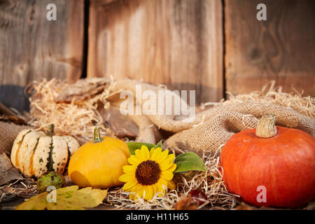 Pumpkin and sunflower autumn still life on old old wooden blanks Stock Photo