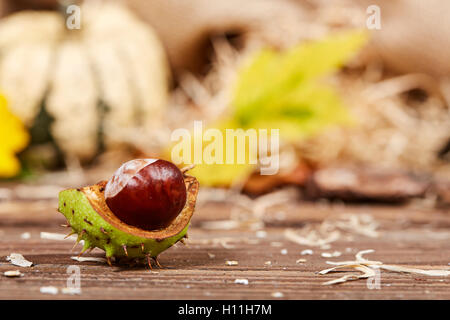 Chestnut on a wooden table with pumpkins and sunflower Stock Photo