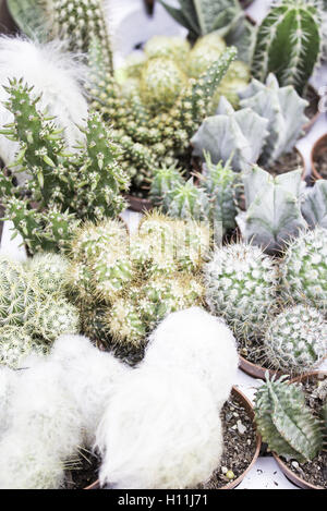 Store various cactuses plant, nature Stock Photo