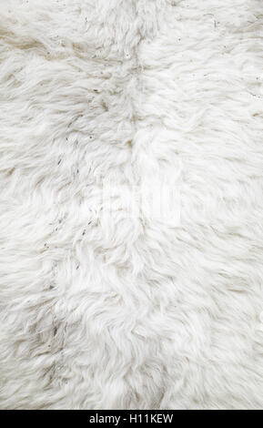 Dirty sheep wool fur, animal skin nature Stock Photo