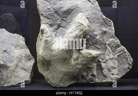 Ancient dinosaur footprint on stone, animals and history Stock Photo