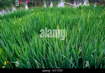 USA, Oregon, Portland, Crystal Springs Rhododendron Garden, Yellow flag aka yellow iris; an invasive herbaceous perennial plant. Stock Photo