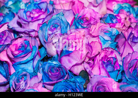 Colorful roses background Stock Photo