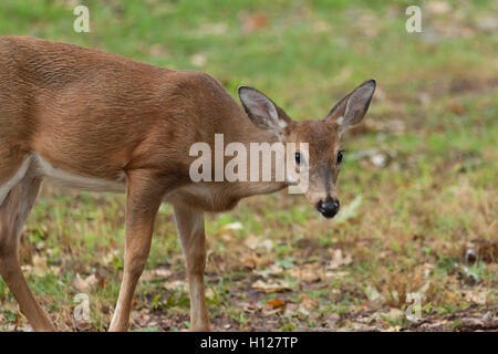 A young whitetail deer grazes on grass Stock Photo