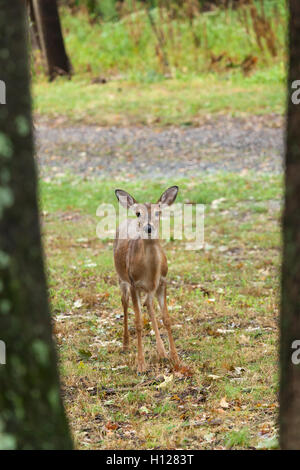 A young whitetail deer grazes on grass Stock Photo