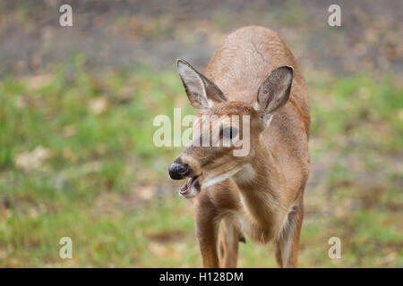 A young whitetail deer grazes on grass Stock Photo