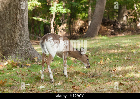 A male Piebald Whitetail deer grazes in the forest. Stock Photo