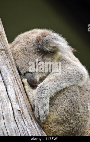 Australian Koala (Phascolarctos cinereus) sleeping in a gum tree. Iconic marsupial mammal of Australia Stock Photo