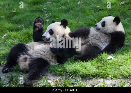 Two giant panda cubs playing at Bifengxia Panda Reserve, Sichuan, Ya'an, China Stock Photo