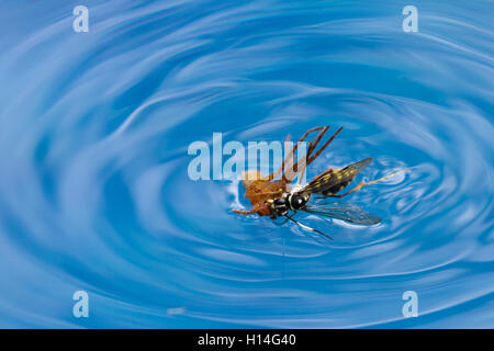 action shots of a spider wasp killing a spider by drowning it in a swimming pool in Costa Rica Stock Photo