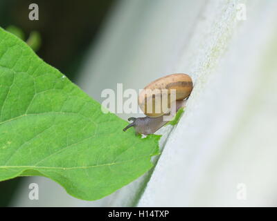 Little Snail Standing on the White Wall while Eating Green Leaf Stock Photo