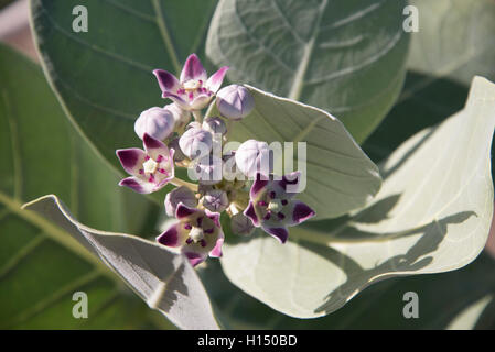 Plant Cabo Rojo National Wildlife Refuge Stock Photo