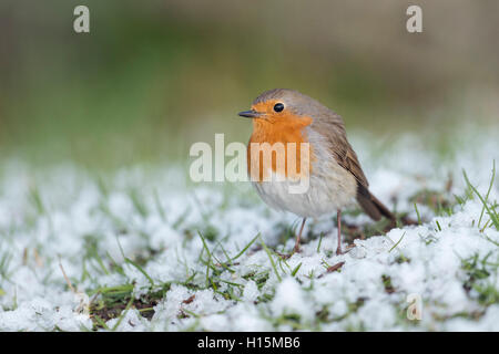 Robin Redbreast / Rotkehlchen ( Erithacus rubecula ), sitting on the ground, fluffy, with rests of snow, late onset of winter. Stock Photo